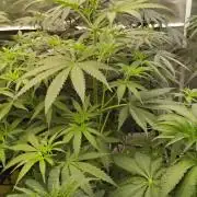 Sunset Sherbet Go Fast