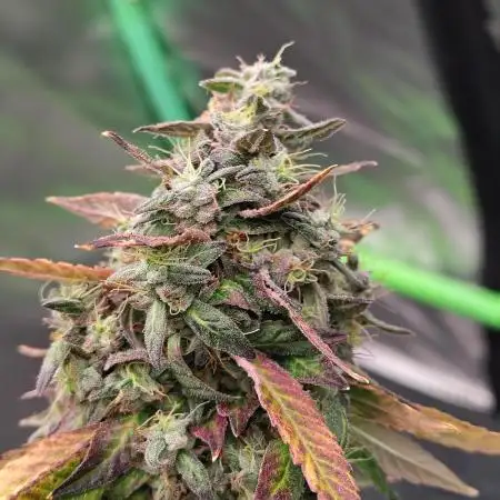 Black Cherries