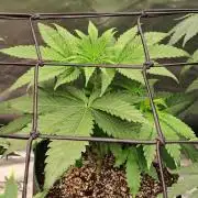 RS11 (Rainbow Sherbet)