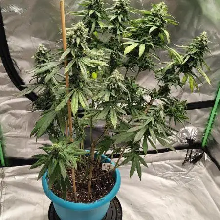Black Cherries