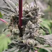 RS11 (Rainbow Sherbet)