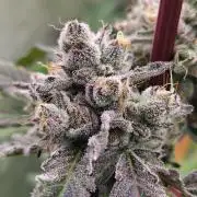 RS11 (Rainbow Sherbet)