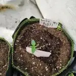 RS11 (Rainbow Sherbet)