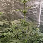 Sunset Sherbet Go Fast