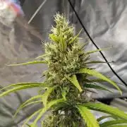 Sunset Sherbet Go Fast