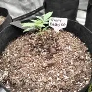 Fruity Pebbles OG
