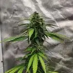 Apple Fritter Auto (run #2)