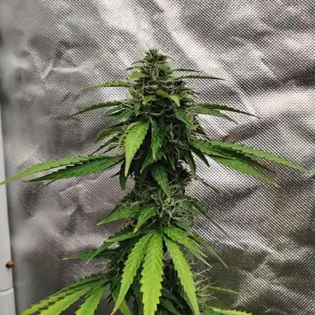 Apple Fritter Auto (run #2)