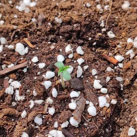 FrostBanger Auto