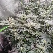 Durga Mata