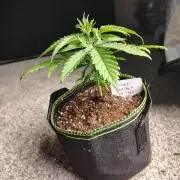 Sunset Sherbet Go Fast