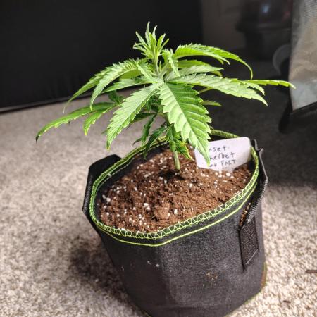 Sunset Sherbet Go Fast