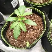 RS11 (Rainbow Sherbet)