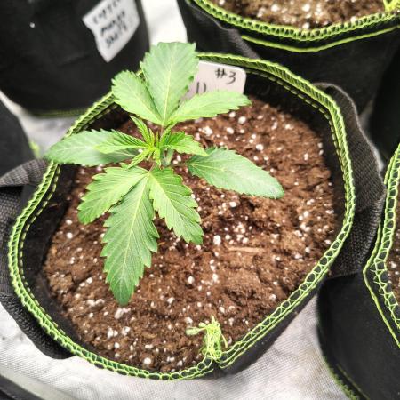 RS11 (Rainbow Sherbet)