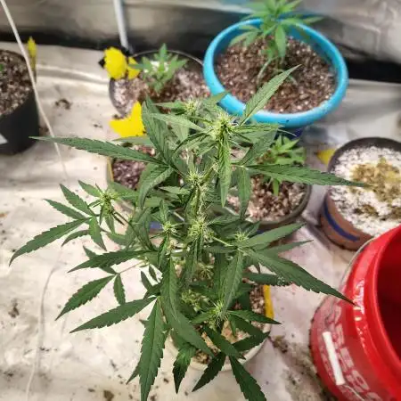Delicious Cookies Auto