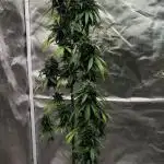 Apple Fritter Auto (run #2)
