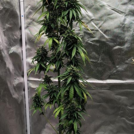Apple Fritter Auto (run #2)