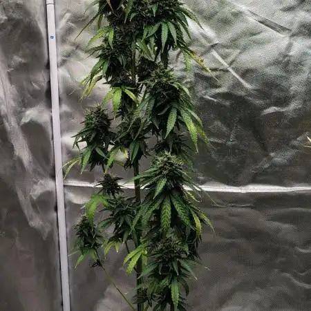 Apple Fritter Auto (run #2)