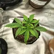 Sunset Sherbet Go Fast