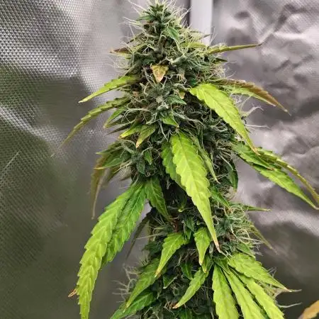 Apple Fritter Auto (run #2)