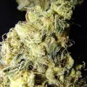 Sunset Sherbet Go Fast