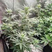Fruity Pebbles OG