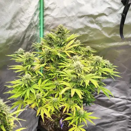 Sticky Broccoli