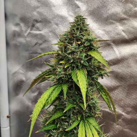 Apple Fritter Auto (run #2)