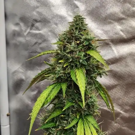 Apple Fritter Auto (run #2)