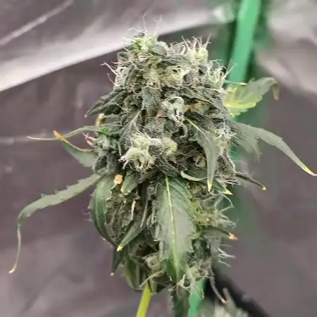 Early Frost