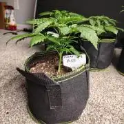 RS11 (Rainbow Sherbet)