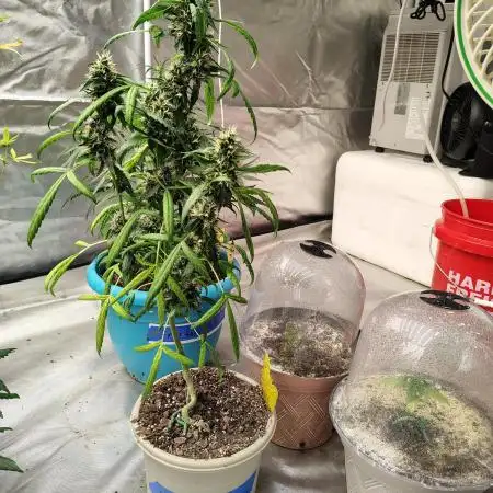 Delicious Cookies Auto