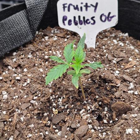 Fruity Pebbles OG