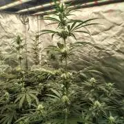 Sunset Sherbet Go Fast