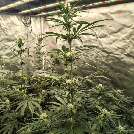 Sunset Sherbet Go Fast