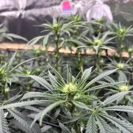 Sour Diesel mainline