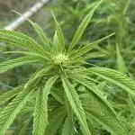Outdoor trees