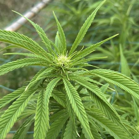 Outdoor trees