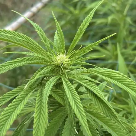 Outdoor trees