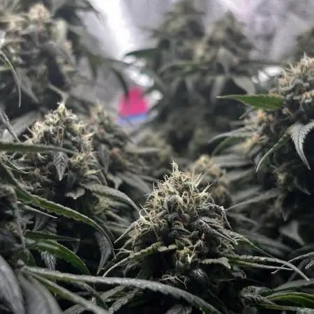Sour Diesel mainline