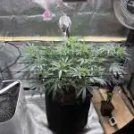 Sour Diesel mainline