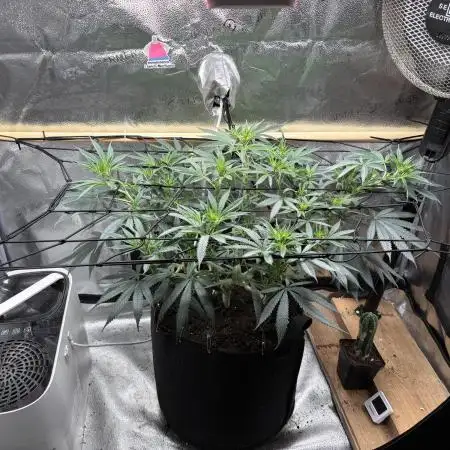 Sour Diesel mainline