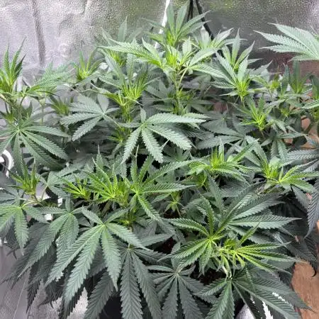 Sour Diesel mainline