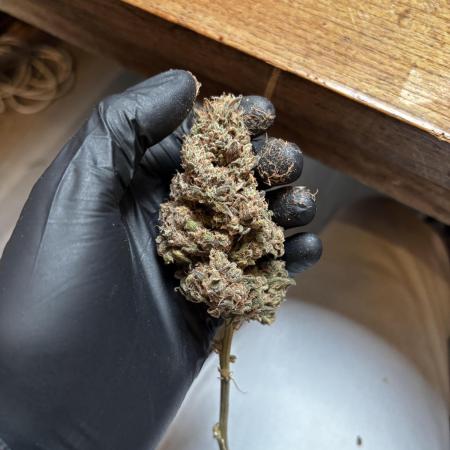 Sour Diesel mainline