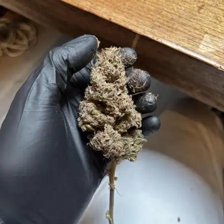 Sour Diesel mainline