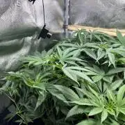 Nana Glue & Pink Milk