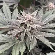 Nana Glue & Pink Milk