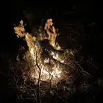 Outdoor trees