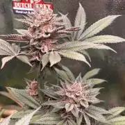 Nana Glue & Pink Milk