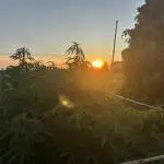 Outdoor trees